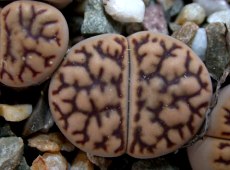 Lithops cbromfieldii v. menelii near Louisvale